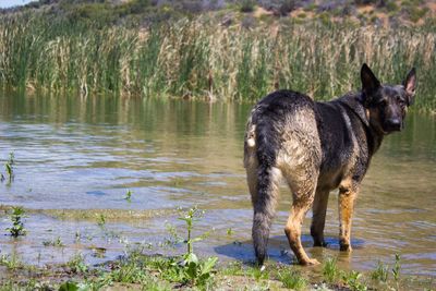 Dog drinking water in a lake