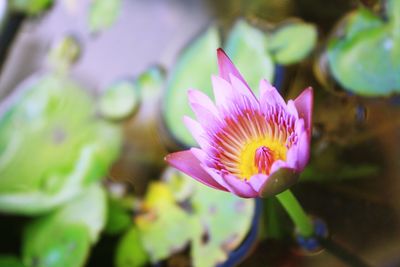 Close-up of purple water lily