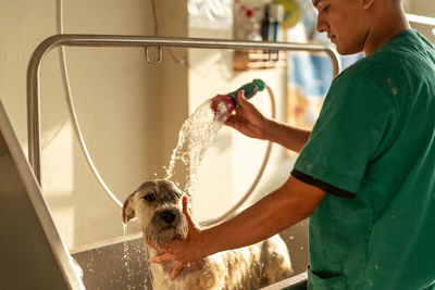 Cropped young hispanic man in uniform pouring water and rubbing neck of miniature schnauzer during grooming procedure in metal bathtub in salon