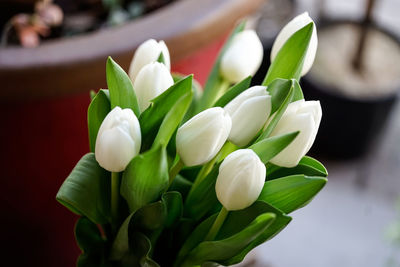 Close-up of white flowering plant