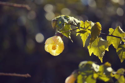 Close-up of yellow flowers