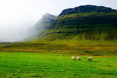 Scenic view of green landscape