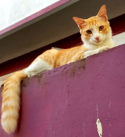 Portrait of cat on wall