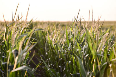 Close-up of wheat growing on field