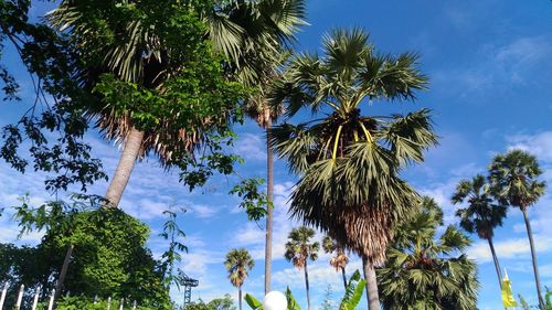 Low angle view of palm trees against blue sky