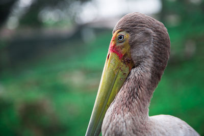 Close-up of pelican