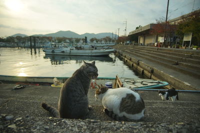 Cat living in okishima island at autumn leaves season