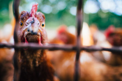 Close-up of hen in cage at farm
