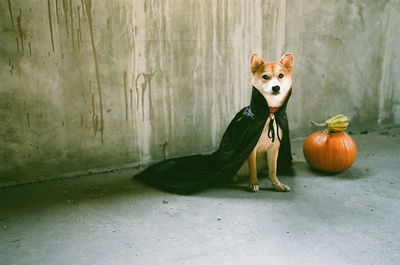 Portrait of shiba inu by pumpkin against wall during halloween