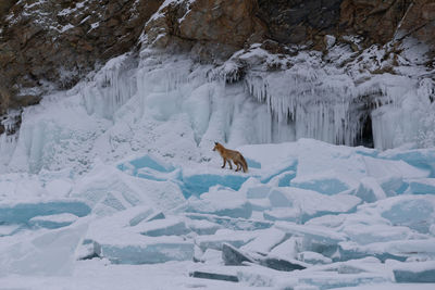 Fox walking on snow covered landscape