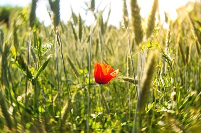 Close-up of poppy blooming on field