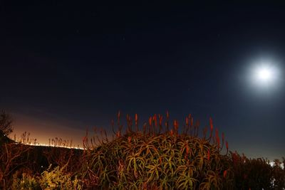 Low angle view of illuminated plants against sky at night
