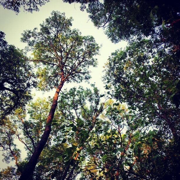 tree, low angle view, branch, growth, nature, tranquility, beauty in nature, green color, leaf, sky, day, outdoors, no people, forest, scenics, sunlight, tranquil scene, backgrounds, lush foliage, tree trunk