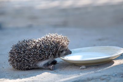 Close-up of food