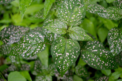 Close-up of wet plant leaves during rainy season