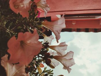 Close-up of flower tree against sky