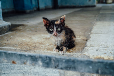 Portrait of cat