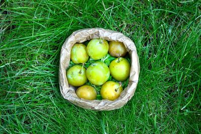 Directly above shot of apples on grassy field