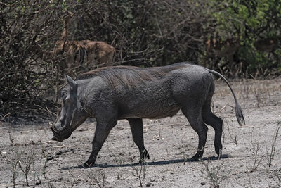 A common warthog phacochoerus africanus runs alone through thick bushes 