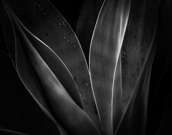 Full frame shot of plant