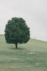 View of tree on field against sky