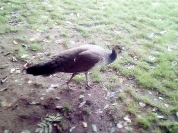 Close-up of bird perching on grass