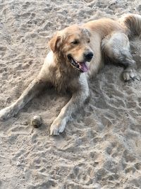 High angle view of golden retriever on sand at beach