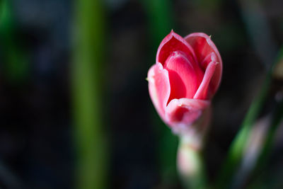 Close-up of red tulip