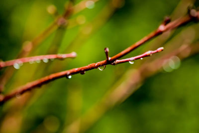 Close-up of wet plant during rainy season