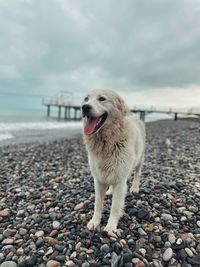 one animal