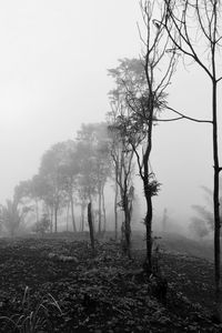 Bare trees on field against sky