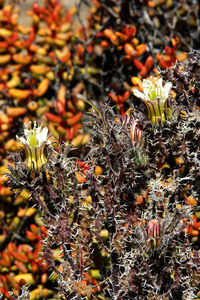 Close-up of insect on plant