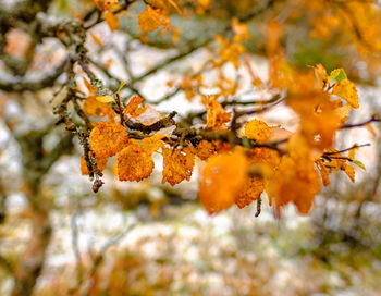 Close-up of autumn leaves on branch