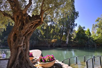 Swimming pool by trees against sky