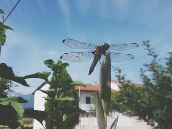 Close-up of damselfly on tree against sky