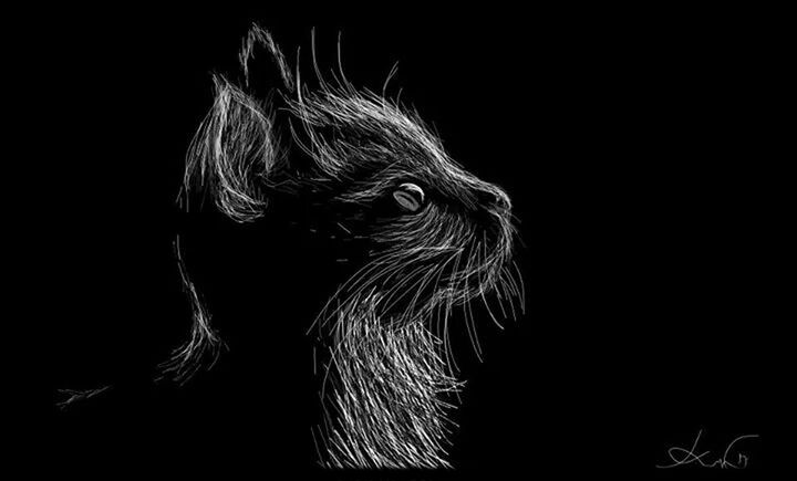 black background, one animal, studio shot, animal themes, night, close-up, copy space, dark, wildlife, animal head, animals in the wild, indoors, animal body part, no people, looking away, side view, black color, animal eye, front view, portrait
