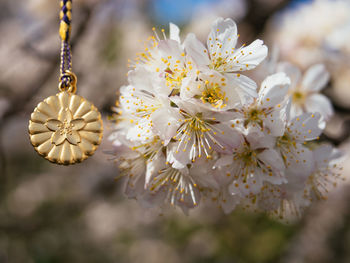 Close-up of cherry blossoms