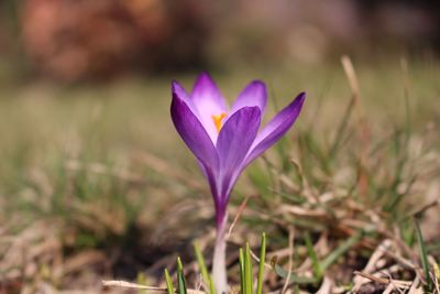 Close-up of purple flowers blooming in field