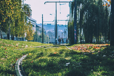 Plants growing by road in city