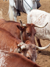 Cows walking on field