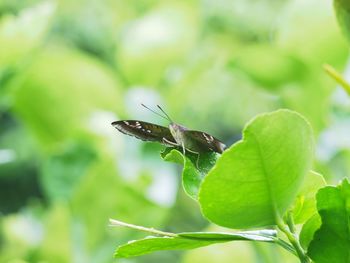 Close-up of butterflies in the background of fresh green leaves