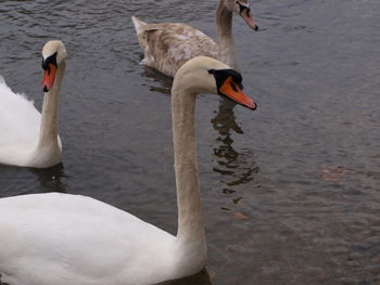 Swans swimming in lake