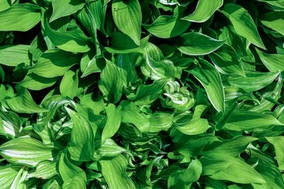 Full frame shot of green leaves