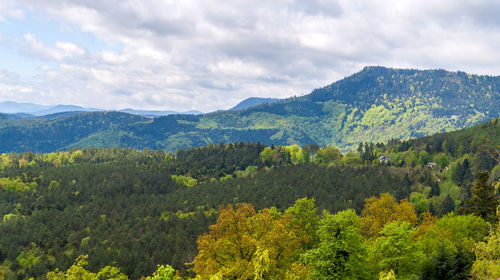 Scenic view of trees and mountains against sky