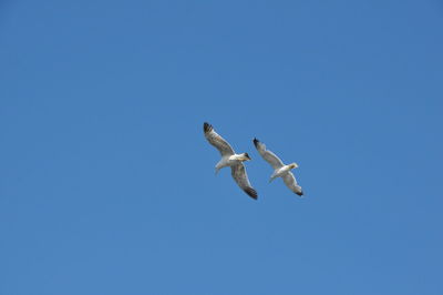 Low angle view of seagulls flying