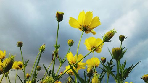 Close-up of yellow flowering plant