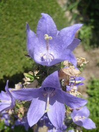 Close-up of purple flower