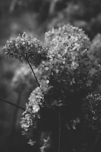 Close-up of flowers blooming outdoors