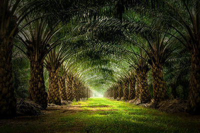 Palm trees on sunny day