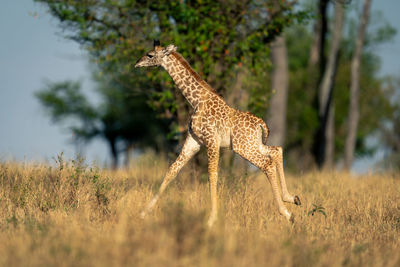 Cheetah walking on field